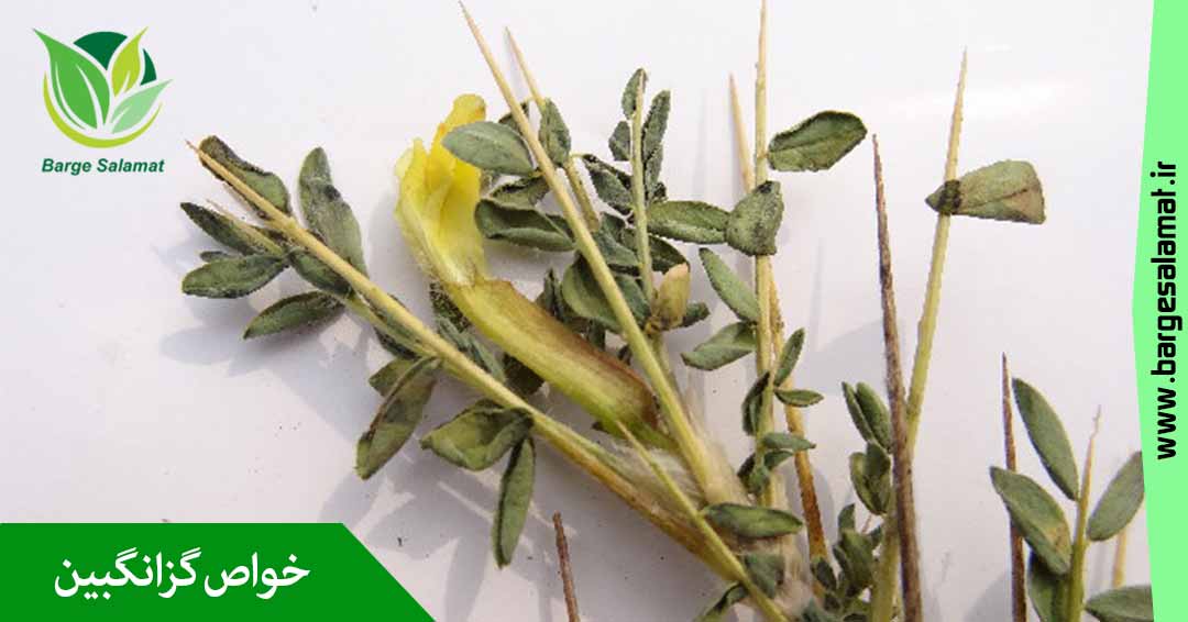 خواص گزنگبین خواص گزنگبین