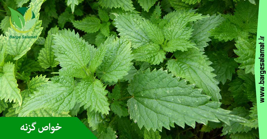 خواص گزنه خواص گزنه