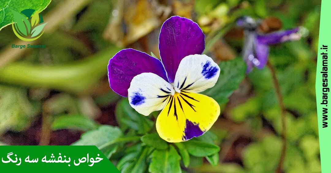 خواص گل بنفشه سه رنگ خواص گل بنفشه سه رنگ