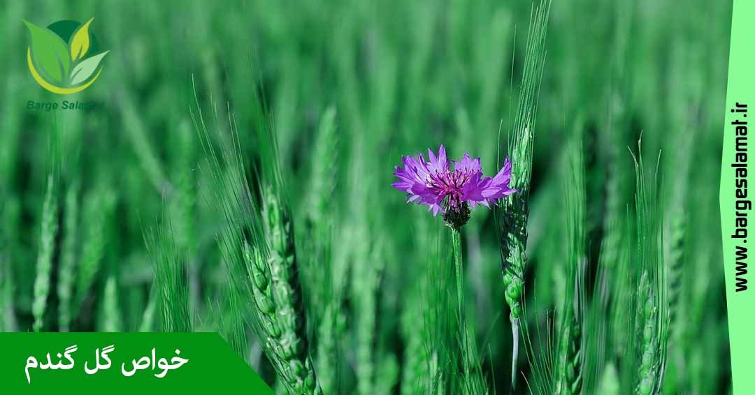 خواص گل گندم خواص گل گندم
