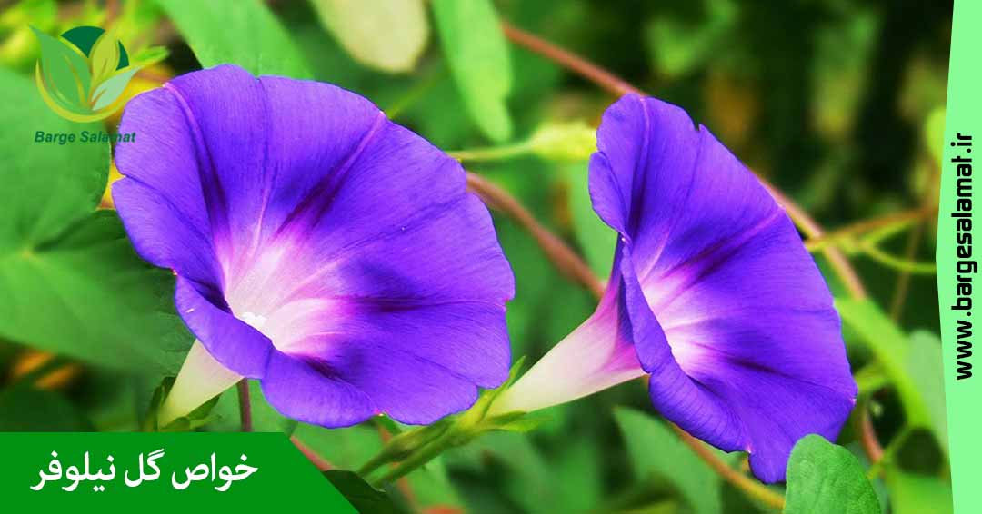 خواص گل نیلوفر خواص گل نیلوفر