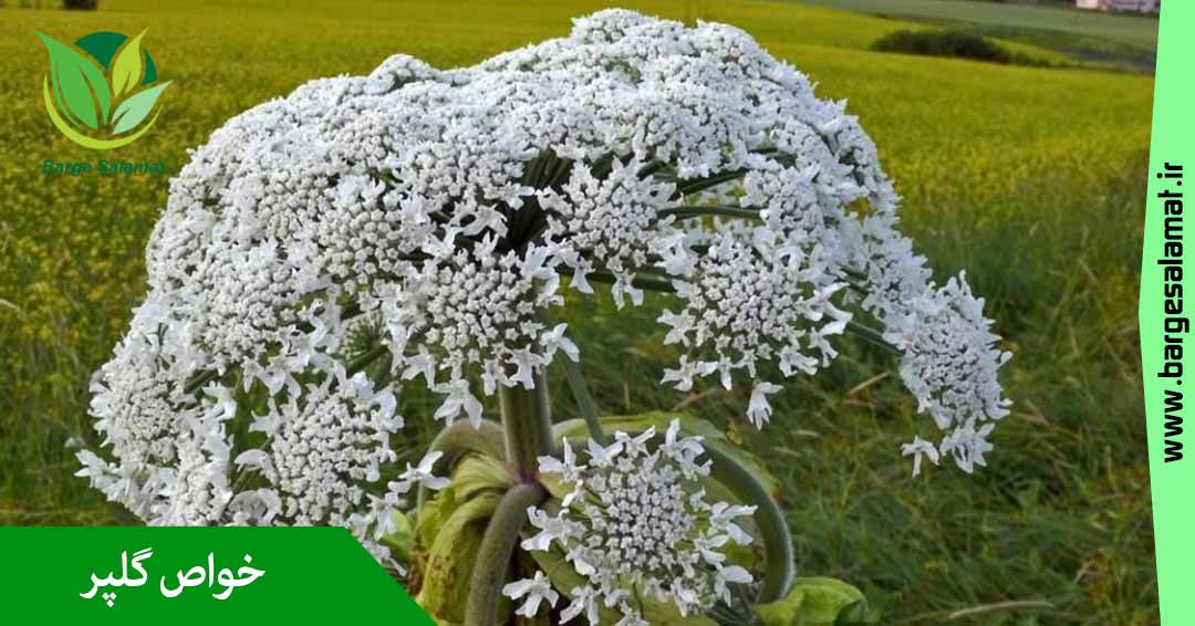 خواص گلپر خواص گلپر