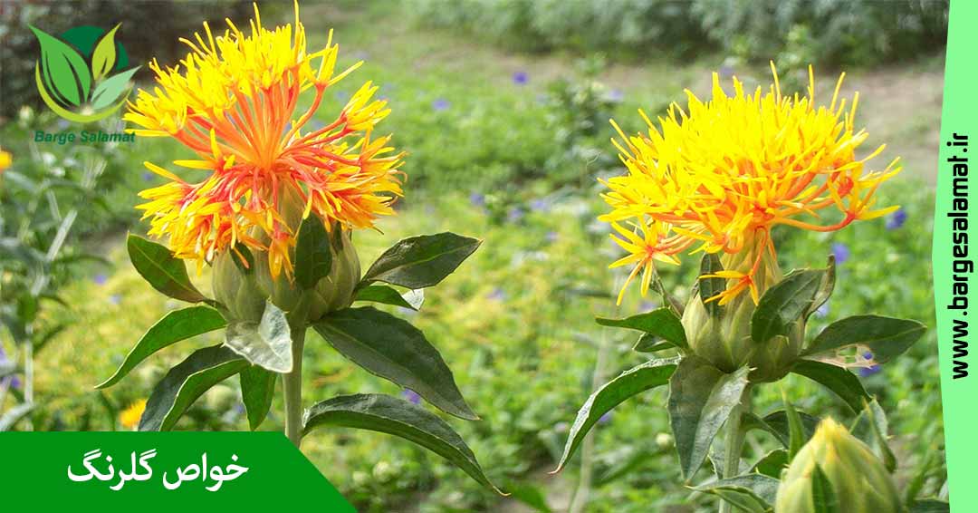 خواص گلرنگ خواص گلرنگ