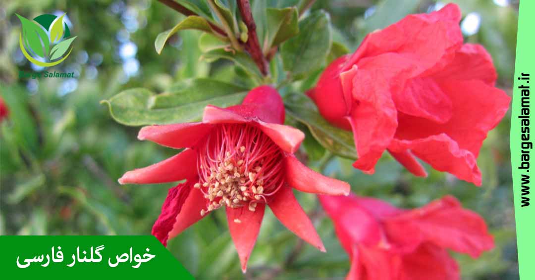 خواص گلنار فارسی خواص گلنار فارسی