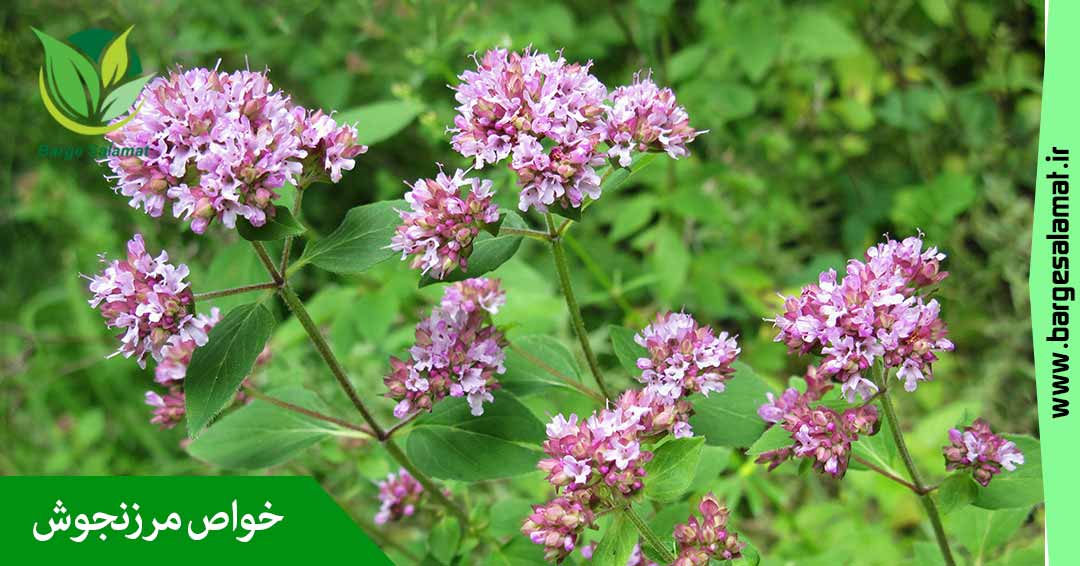 خواص مرزنجوش خواص مرزنجوش