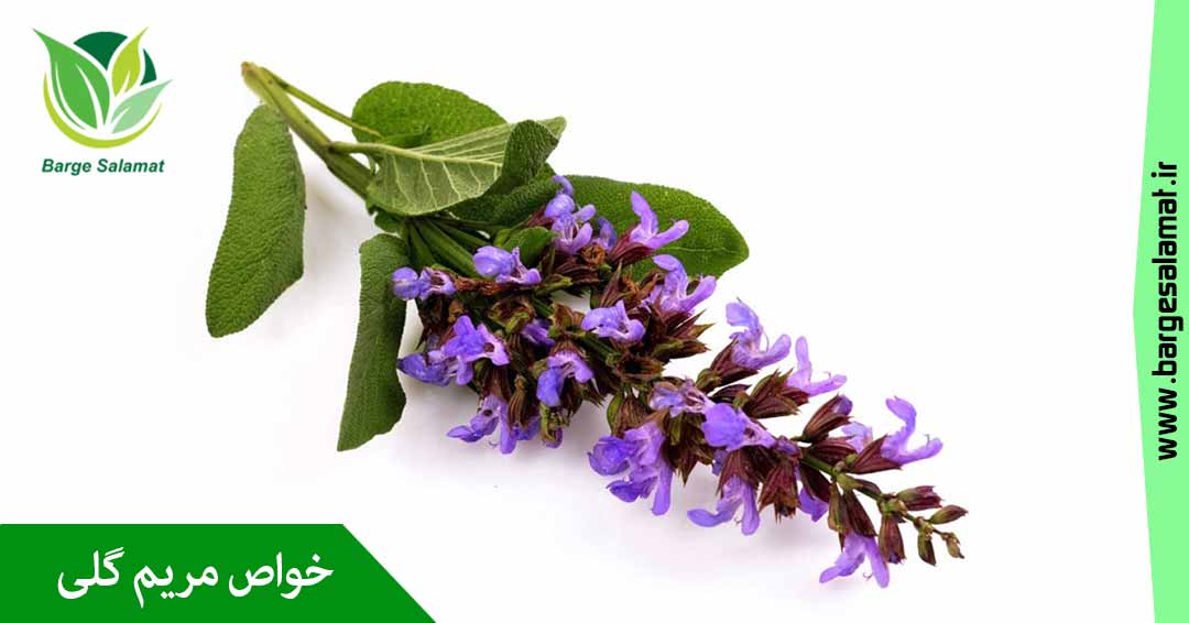 خواص مریم گلی خواص مریم گلی