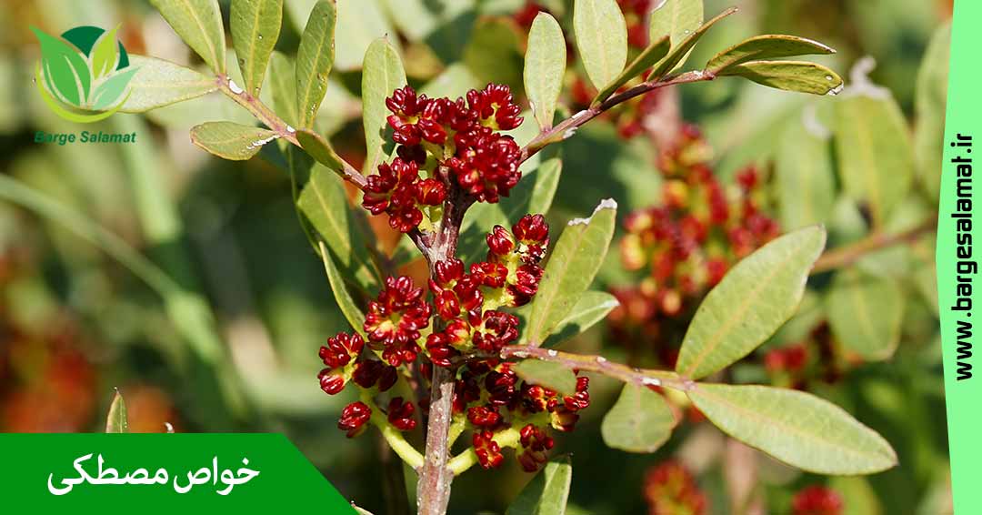 خواص مصطکی خواص مصطکی