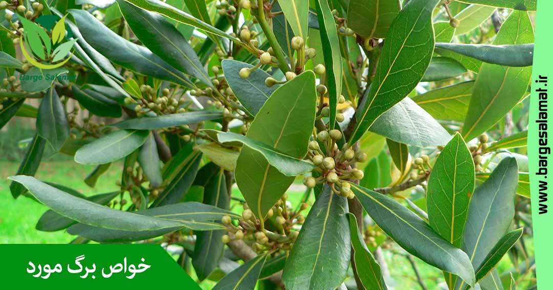 خواص برگ مورد خواص برگ مورد