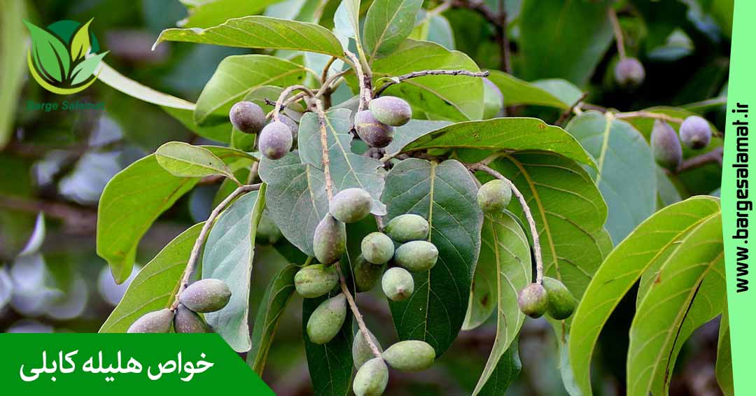 خواص هلیله کابلی خواص هلیله کابلی