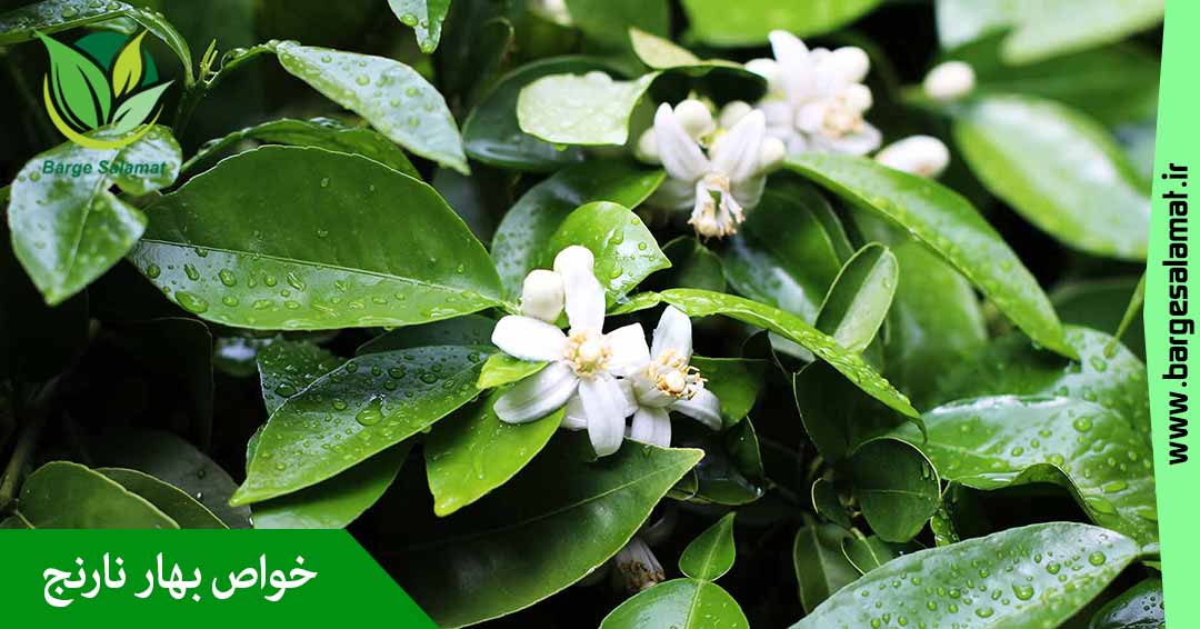 خواص بهار نارنج خواص بهار نارنج