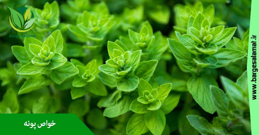 خواص پونه خواص پونه