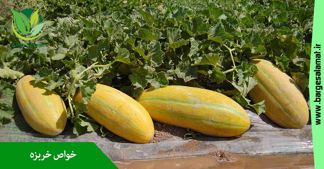 خواص خربزه خواص خربزه