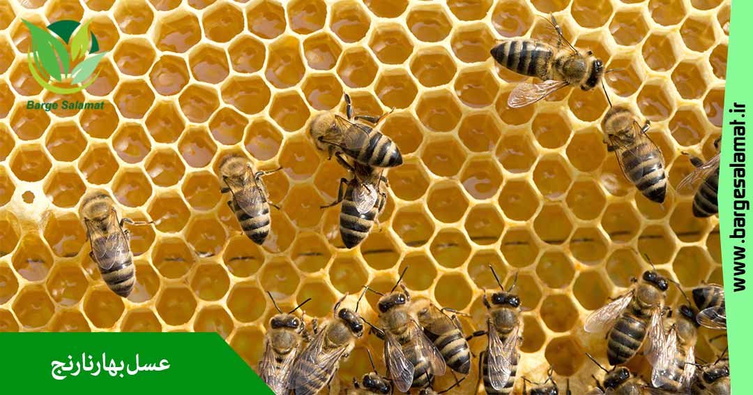 عسل بهارنارنج عسل بهارنارنج