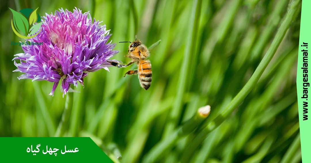 عسل چهل گیاه عسل چهل گیاه