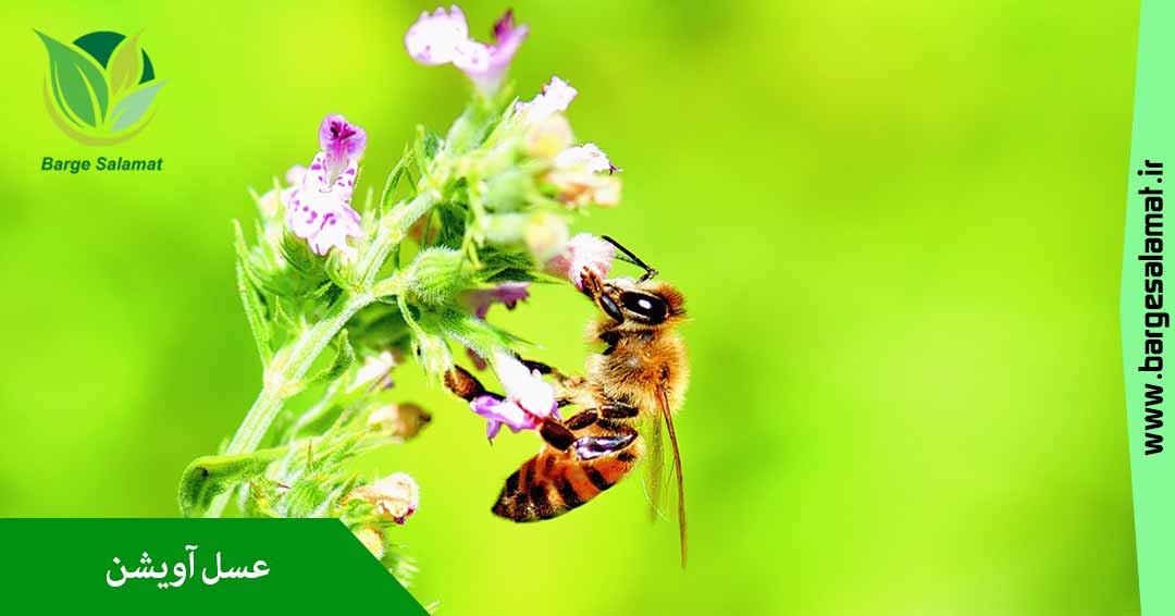 عسل آویشن عسل آویشن