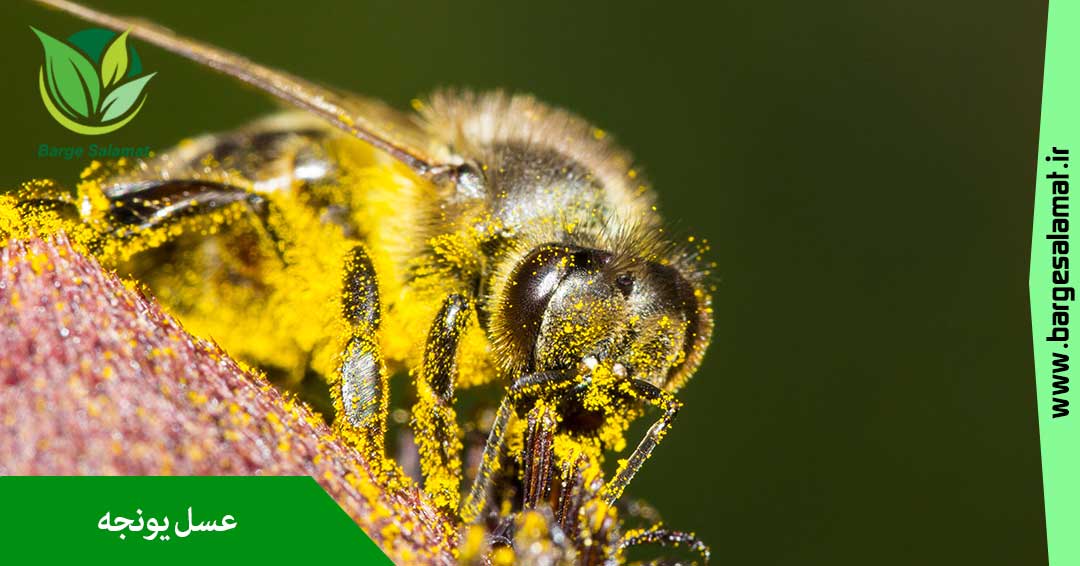 عسل یونجه عسل یونجه