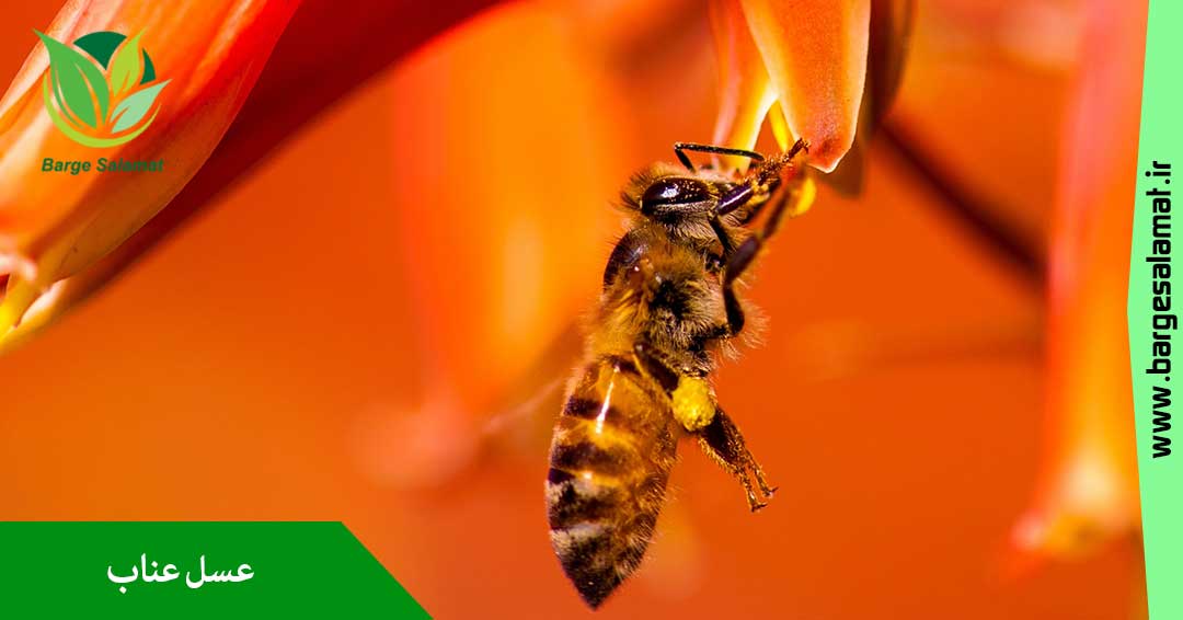 عسل عناب عسل عناب