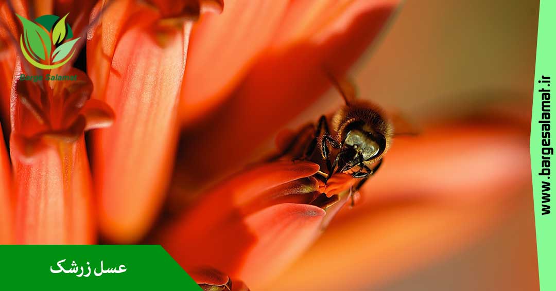 عسل زرشک عسل زرشک