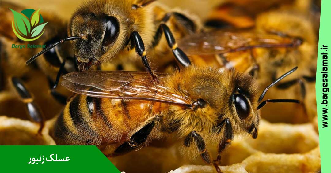 خواص عسلک زنبور خواص عسلک زنبور