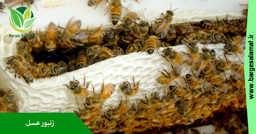 زنبور عسل زنبور عسل