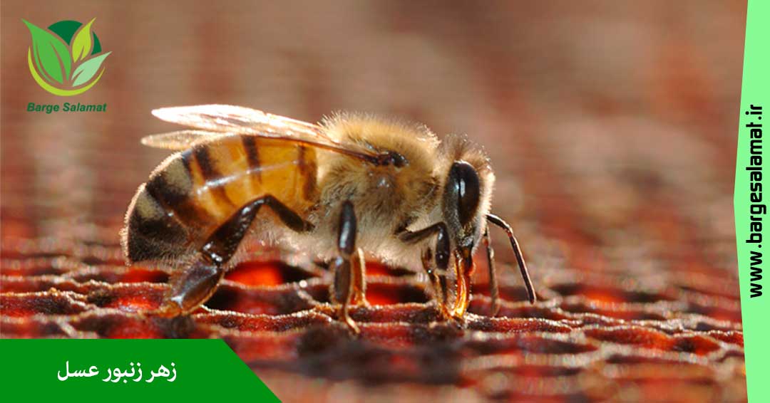 خواص درمانی زهر زنبور عسل