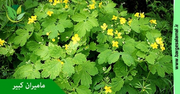 مامیران کبیر