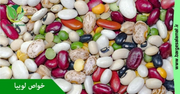 خواص لوبیا