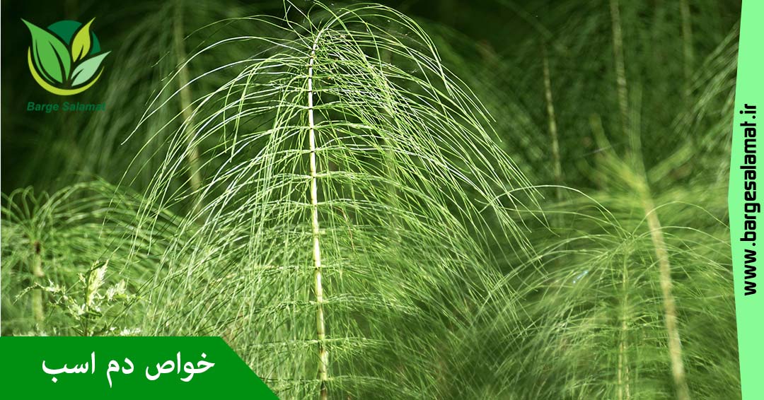 خواص گیاه دم اسب خواص گیاه دم اسب