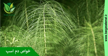خواص گیاه دم اسب